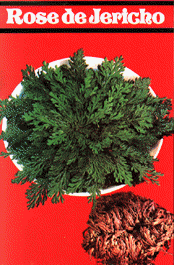 jerico.bmp (138916 bytes)